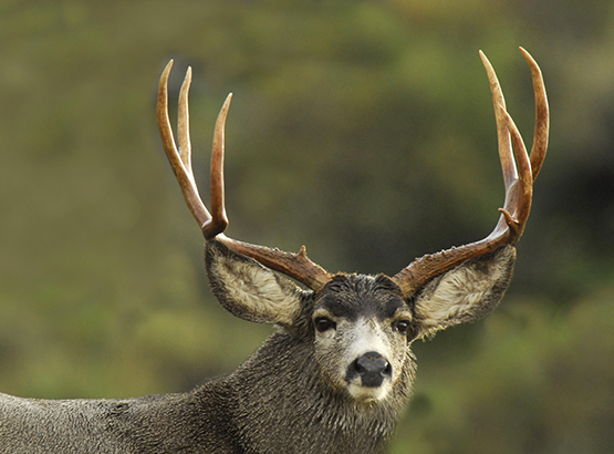 Mule deer arizona