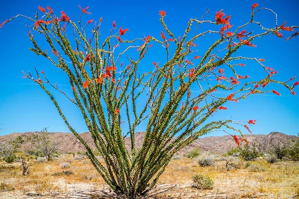 ocotillo plant